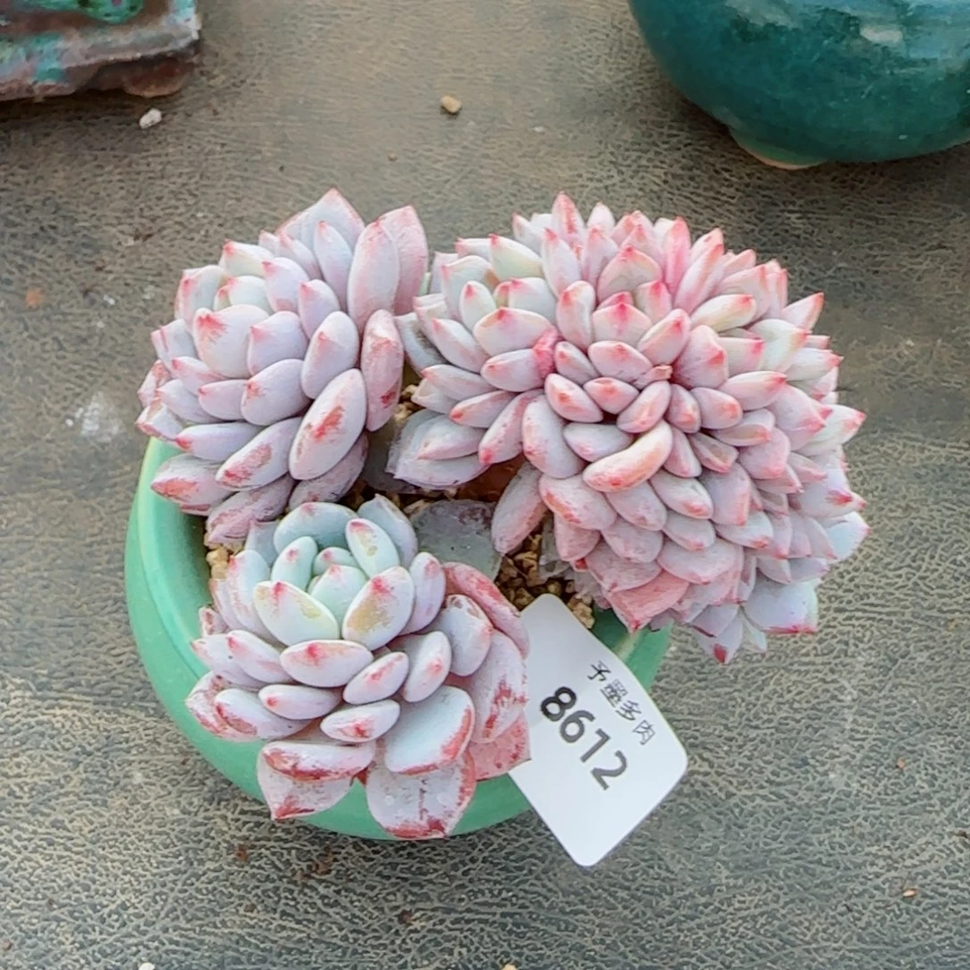 星星橙小树缀，8612多肉植物