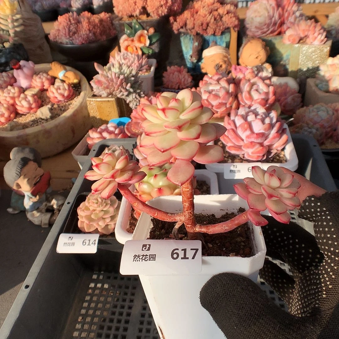 617探戈锦多肉植物666