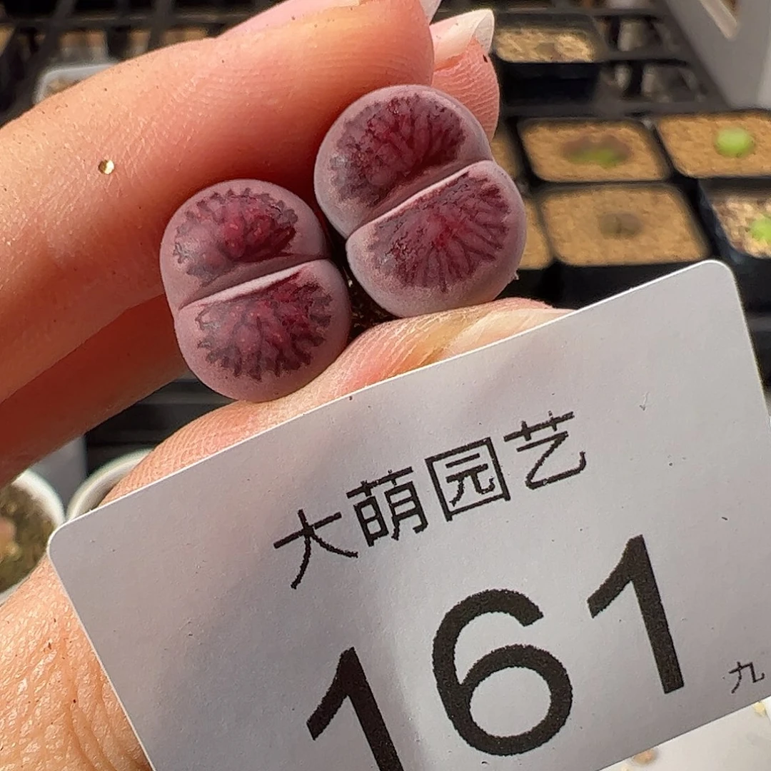0000161一物一拍