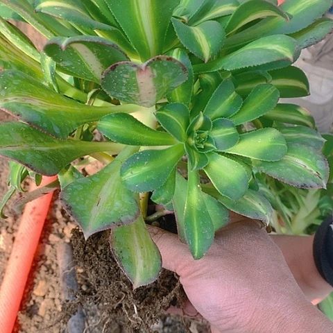 301黄中斑多肉植物