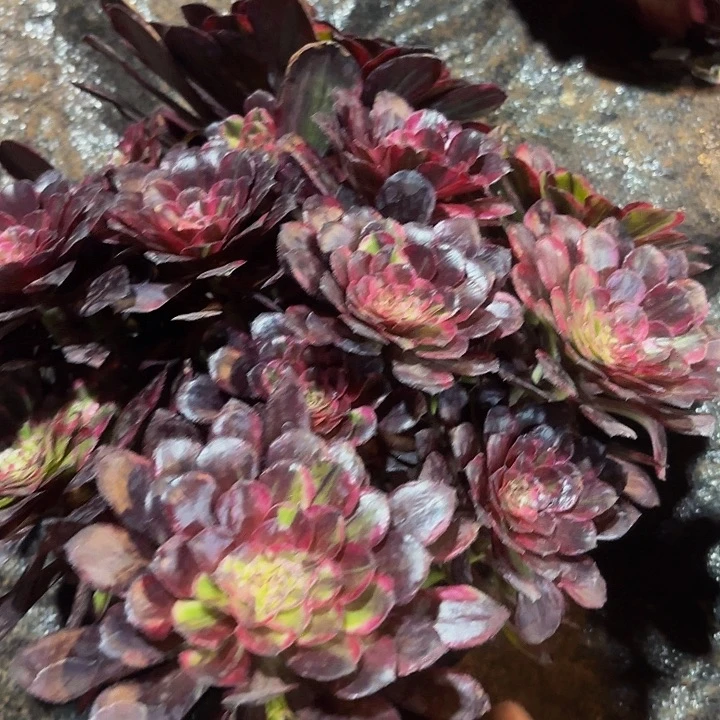 多肉植物同花顺246