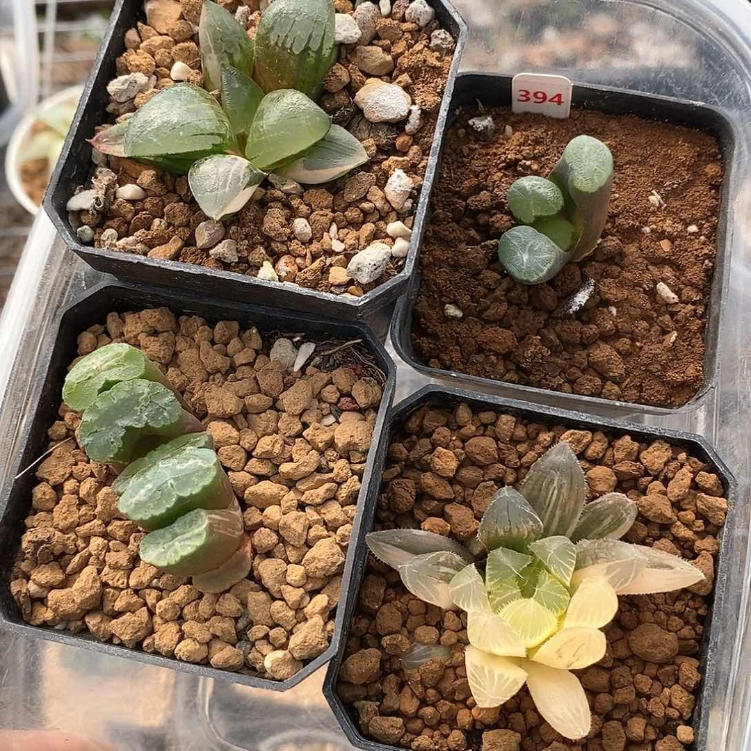 95号4颗组合特价