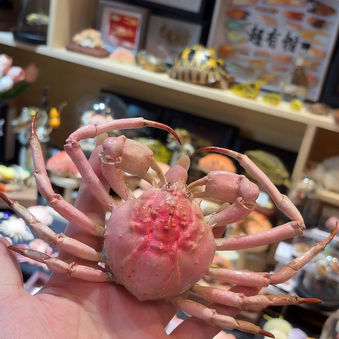 真实比心蟹螃蟹标本