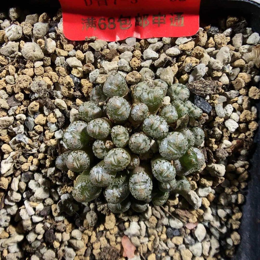 【闪购商品】7-3-32 康菩提一群特 40G