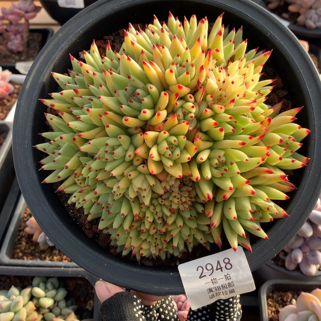 17厘米虎金缀2948