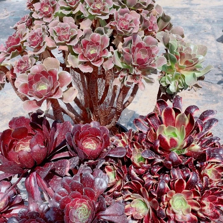 多肉植物组合280