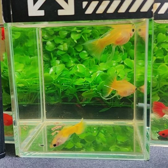 黄金玻璃猫一公两母。大c