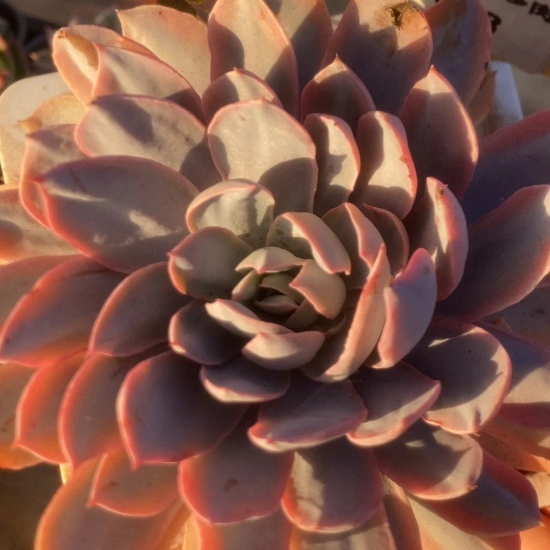 378凭壳锦锦锦锦