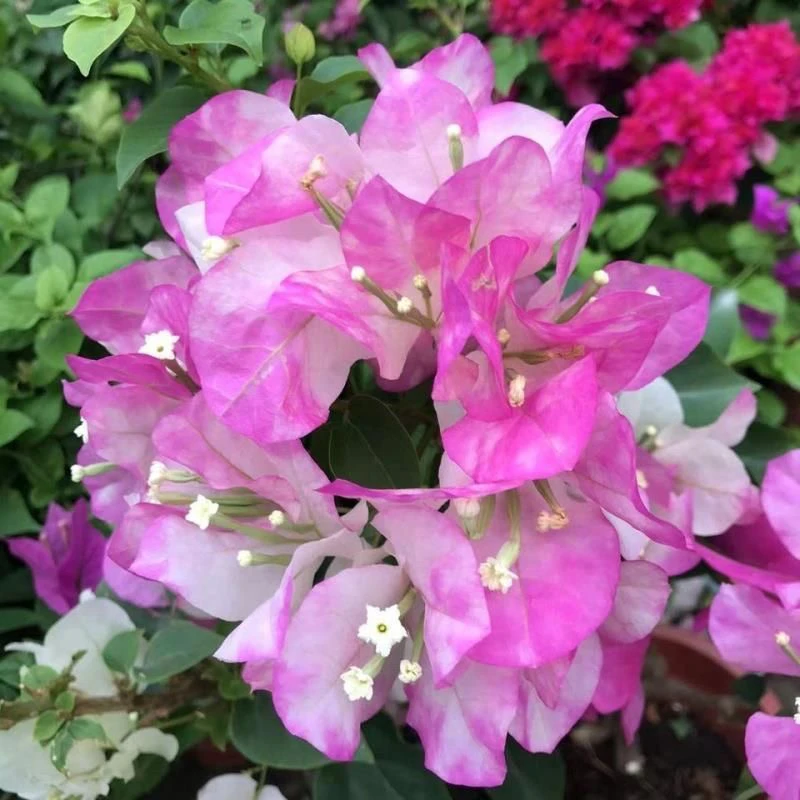 超级玛丽 三角梅大苗好养易开花花卉基地  【不带花发货】