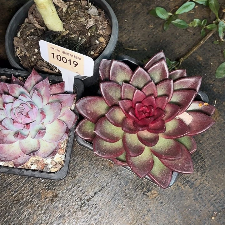 九*九丰沛玫瑰10019