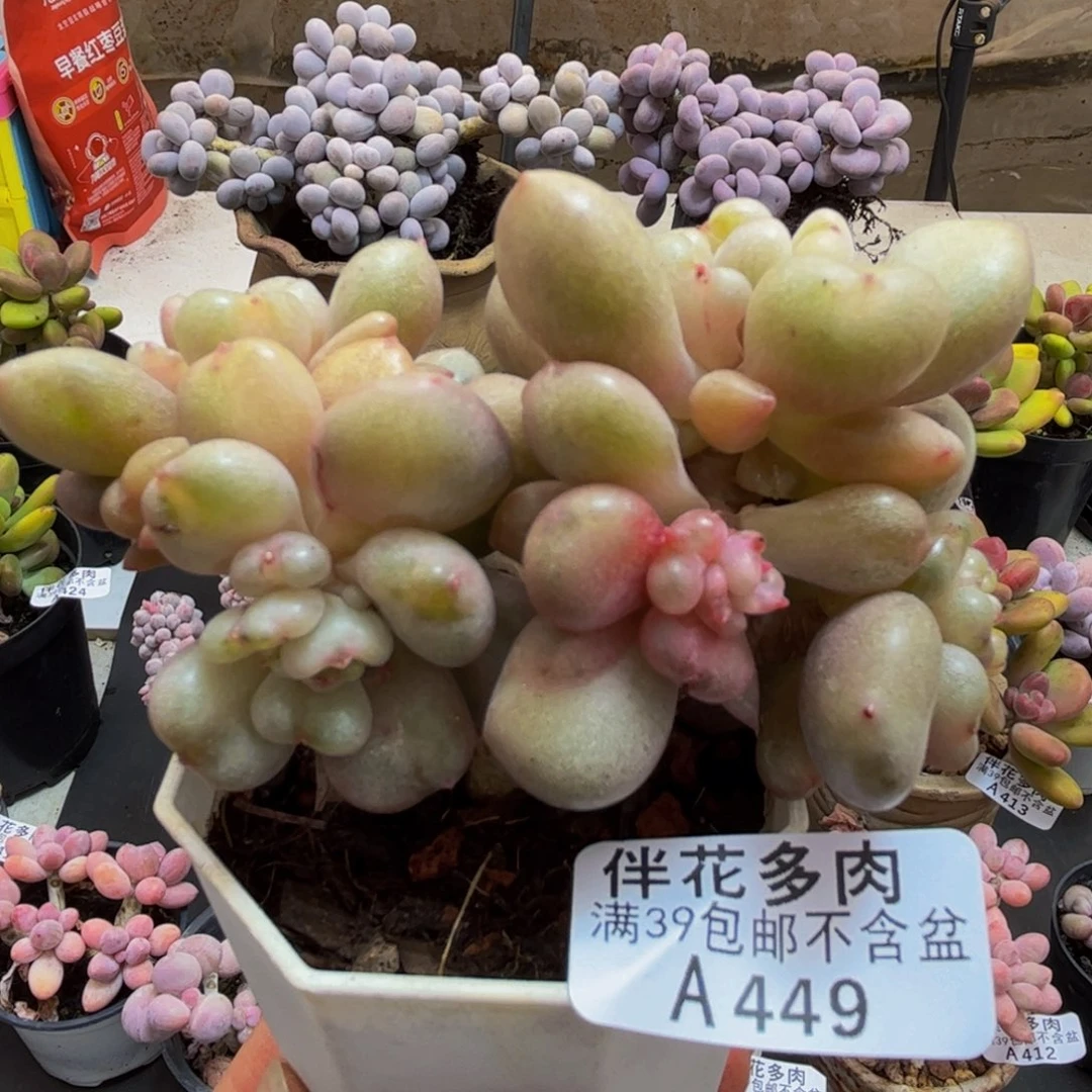 449/8cm比尔盖茨多肉植物