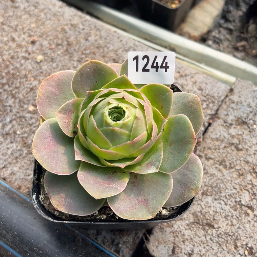 帕1244山地玫瑰多肉