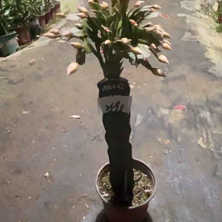 当前无花栽培后可以开花2595AN066嫁接苗