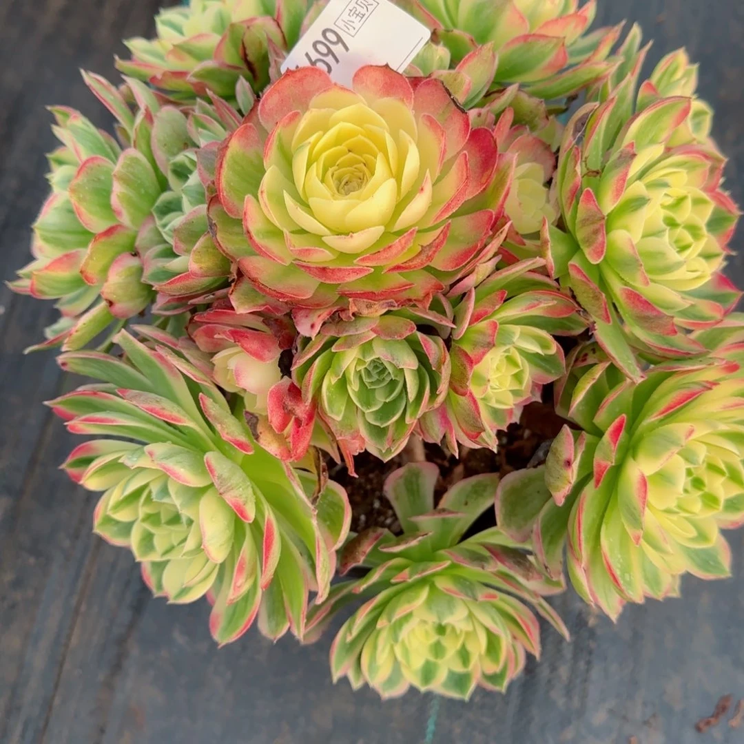 空****树6699海王多肉多肉