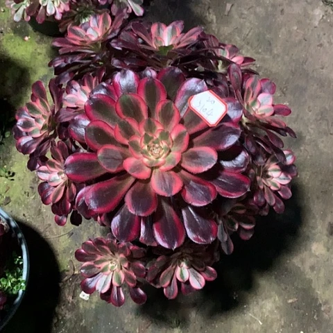 百**衣5104丽娜多肉植物