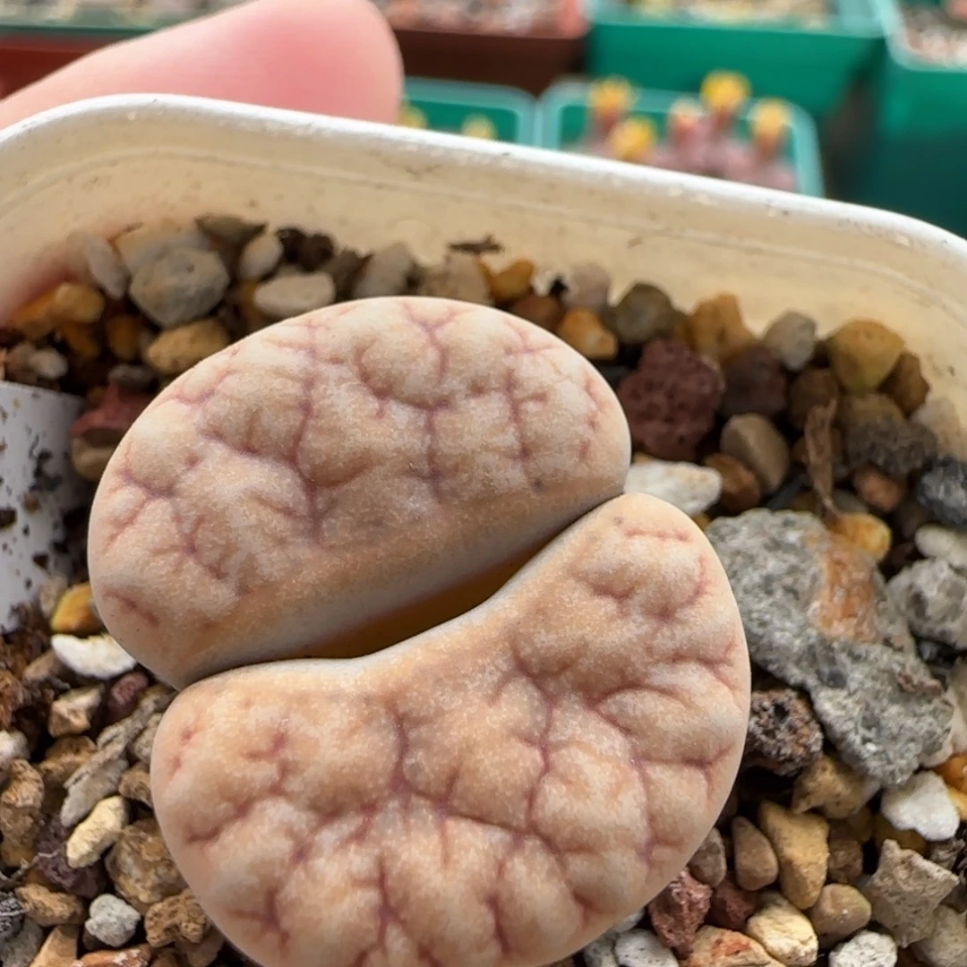 11.6。爱萌拿铁189回交生石花  8071