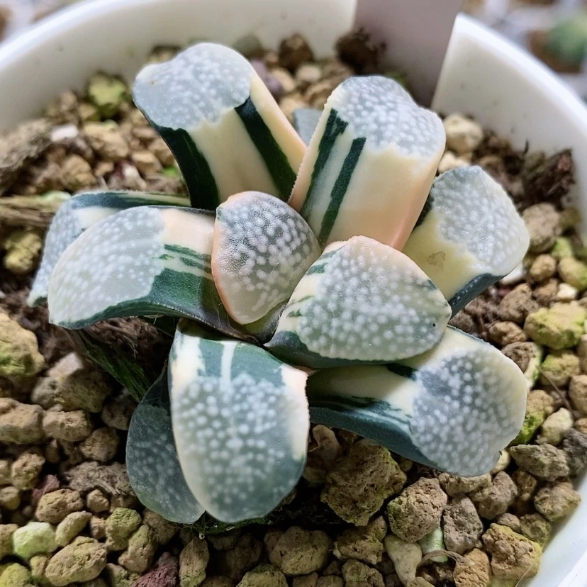 【闪购商品】99点点