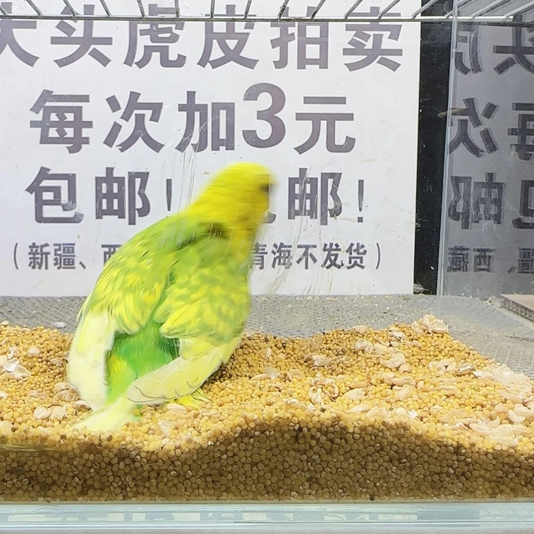 虎皮鹦鹉大头鹦鹉