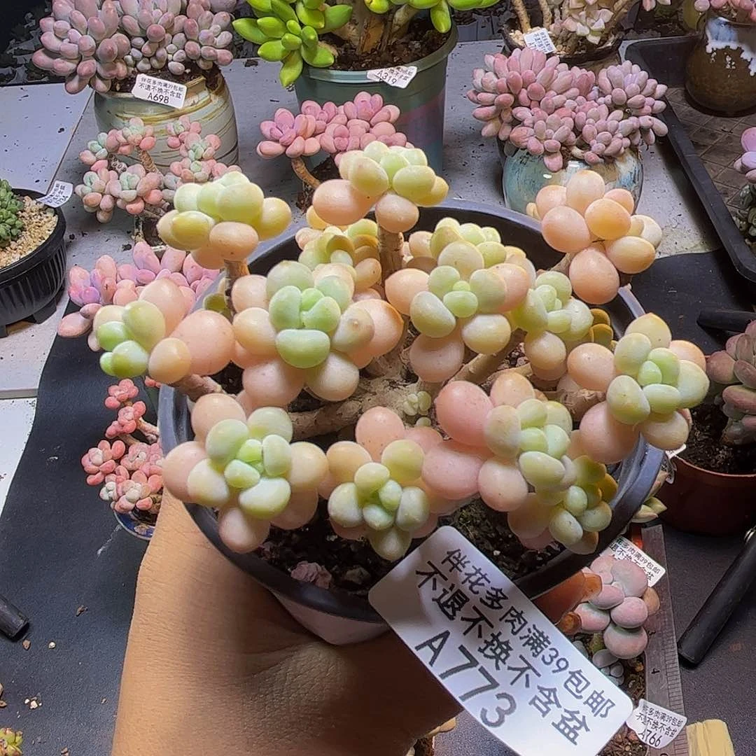 花朵鱼子酱773/7聪明的