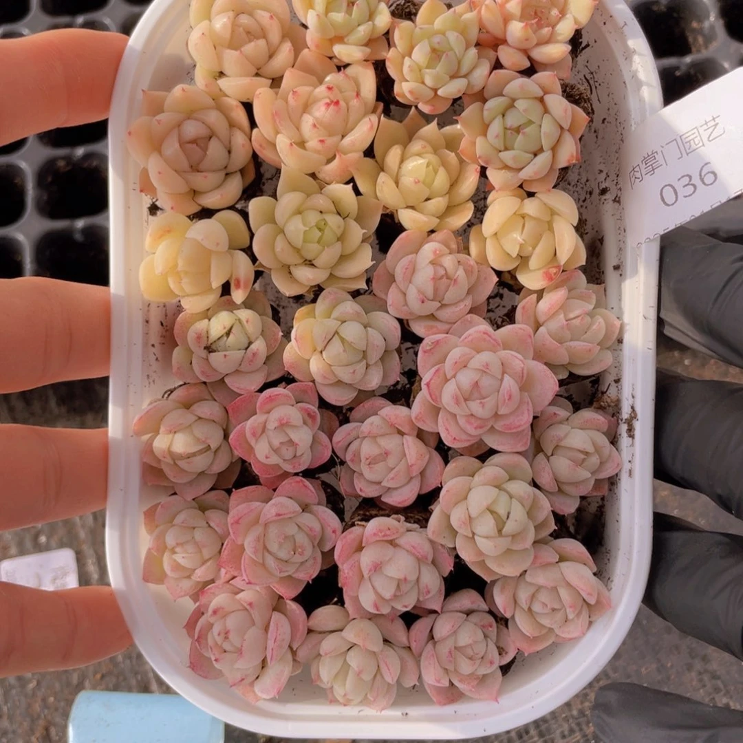 我们的生活方式是什么036