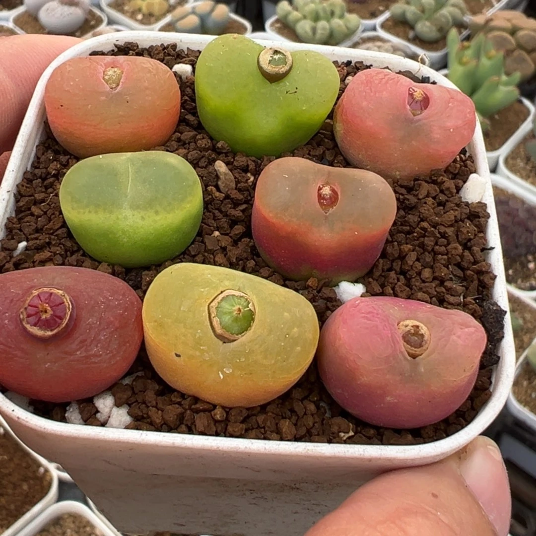 8棵母本彩虹毛桃多肉