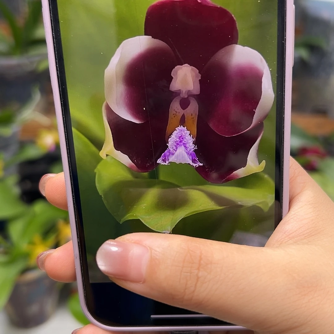 当前无花栽培后可以开花变色龙分生苗