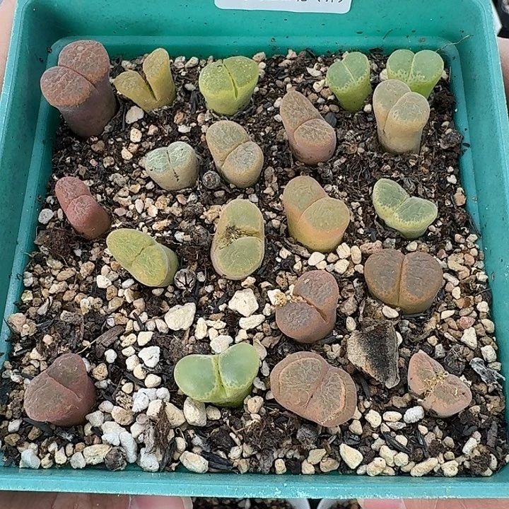 老马生石花风铃混2534