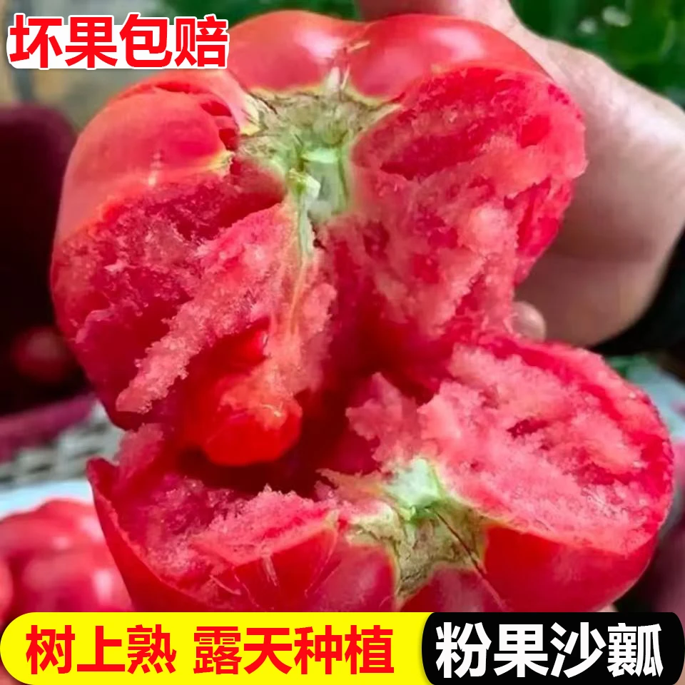 【福利专属】小米家攀枝花高山露天沙瓤西红柿蔬菜水果番茄3斤5斤