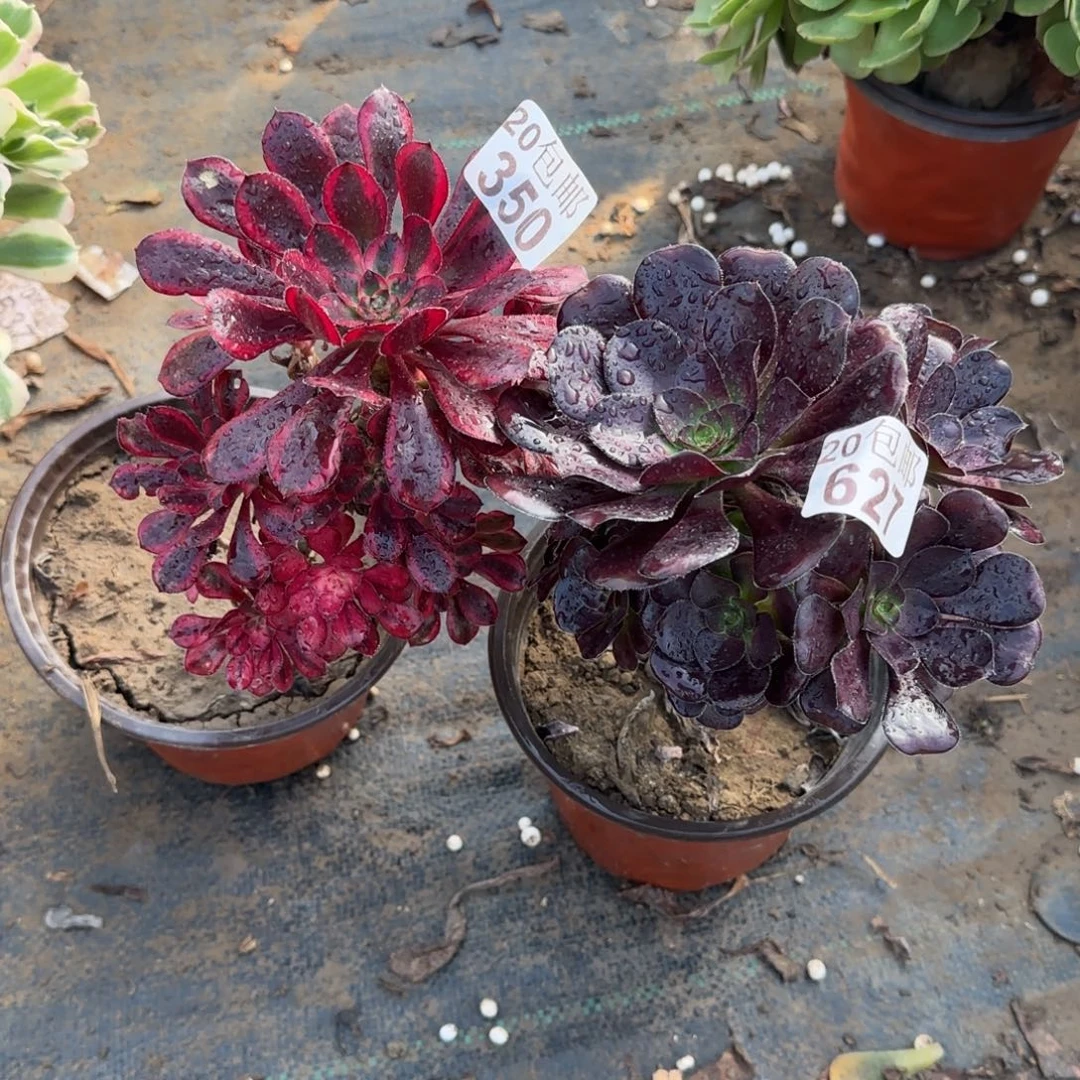 多肉350+627满20包邮断枝不包