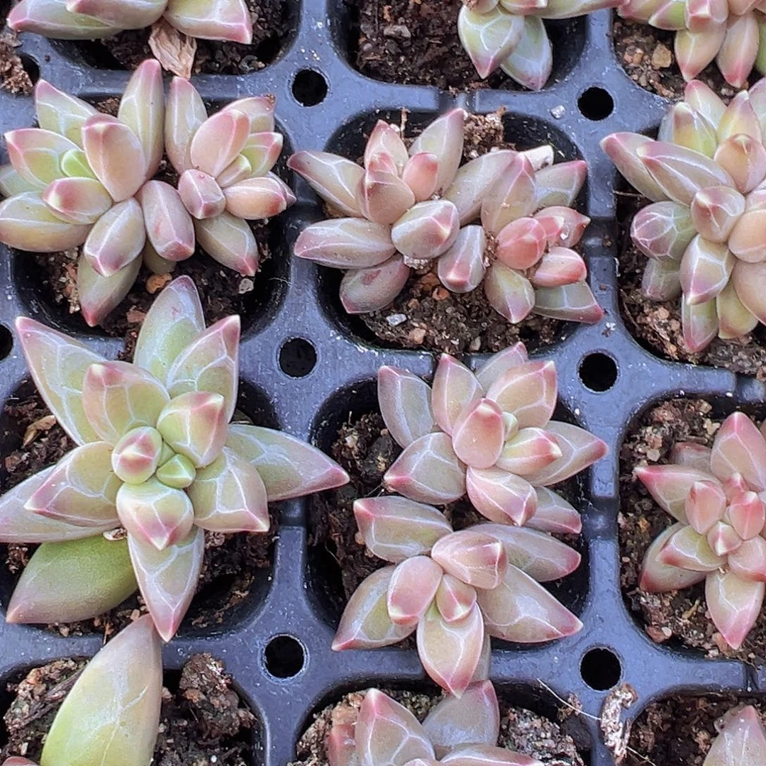 梵高苗5颗混发多肉植物
