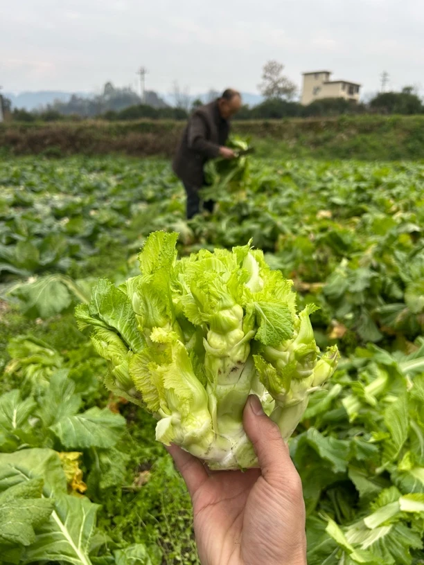 黔江现在现发新鲜儿菜