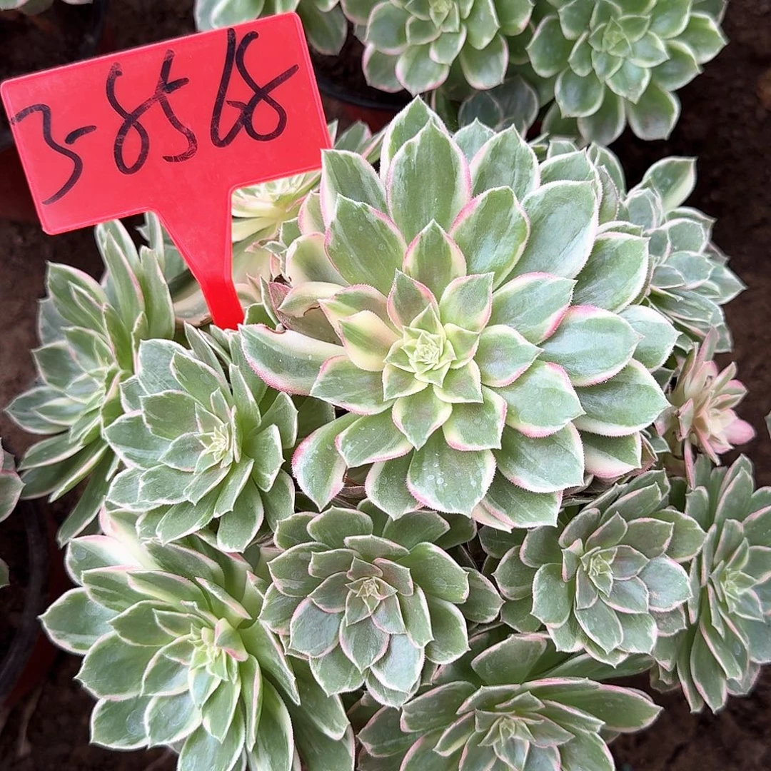3-8568万花筒多肉法师