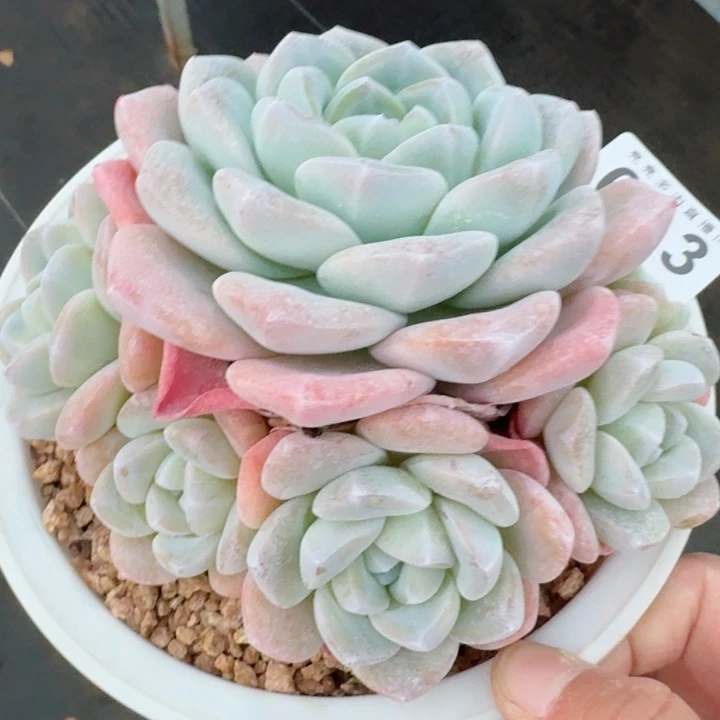 老桩冰玉         精控精养多肉植物