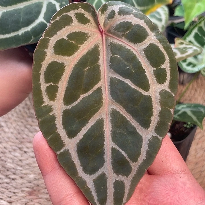 完全开放2号pay红水晶