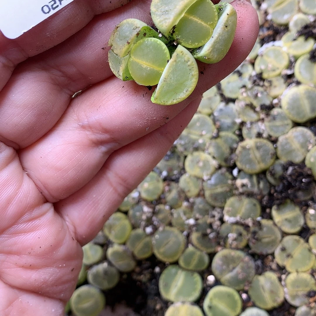 B98多肉植物保护研究所