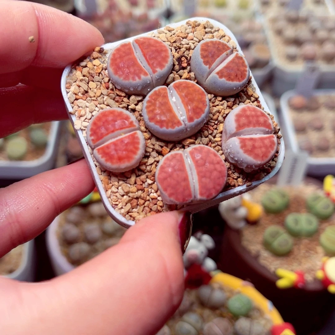 298号带盆盆包邮发货