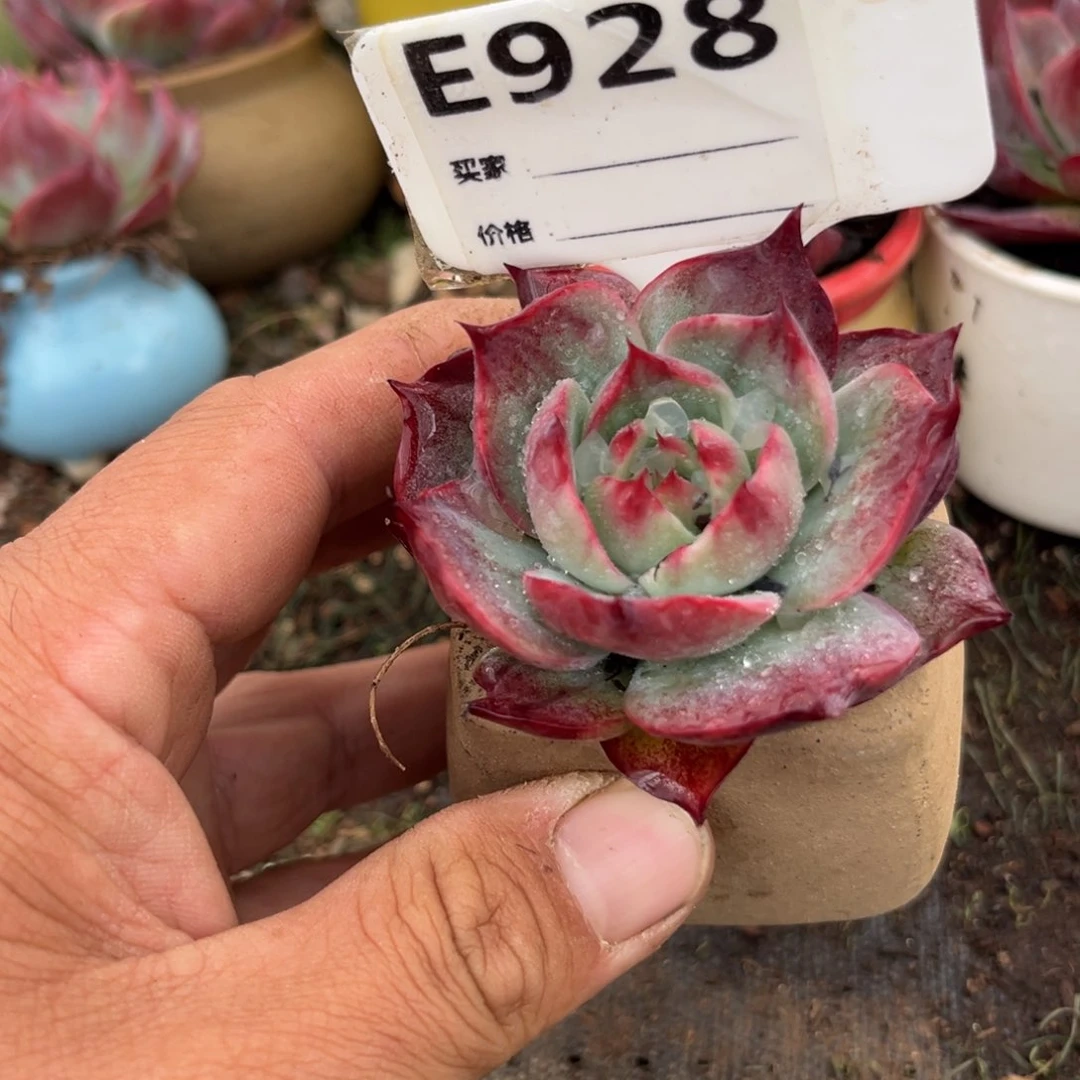 惊鸿一瞥928好多肉