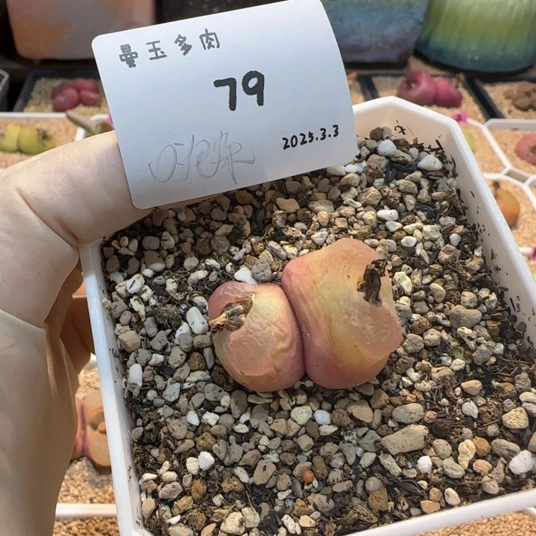 有**吟多肉多肉多肉3.3-079