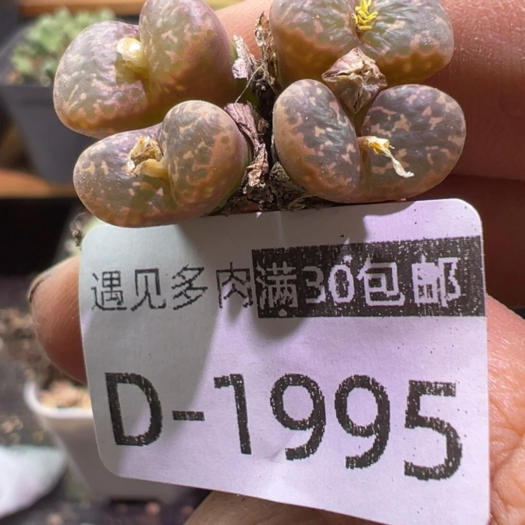 多肉植物111111111111