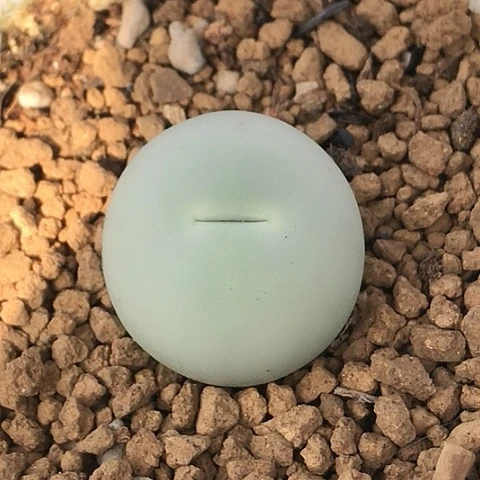 多肉肉锥 2Cm 鸽子蛋