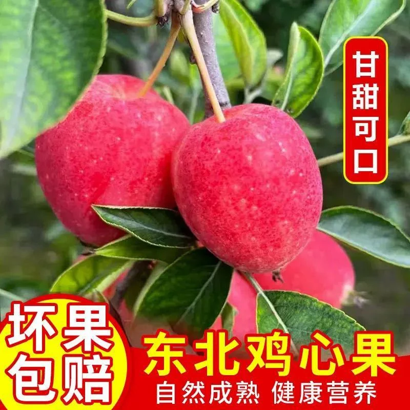 东北特产鸡心果锦绣海棠脆甜多汁新鲜采摘应季水果