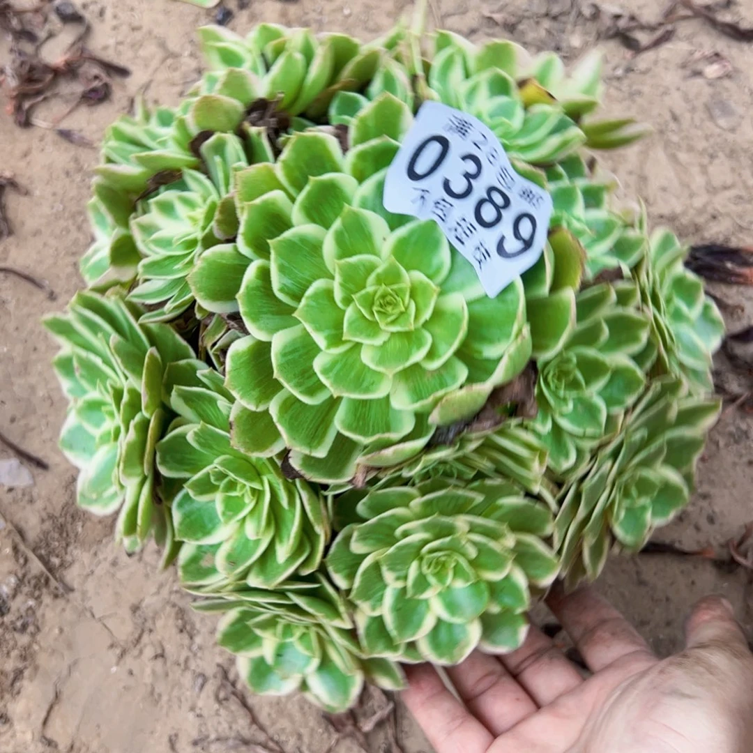 0389水蜜桃多肉植物法师