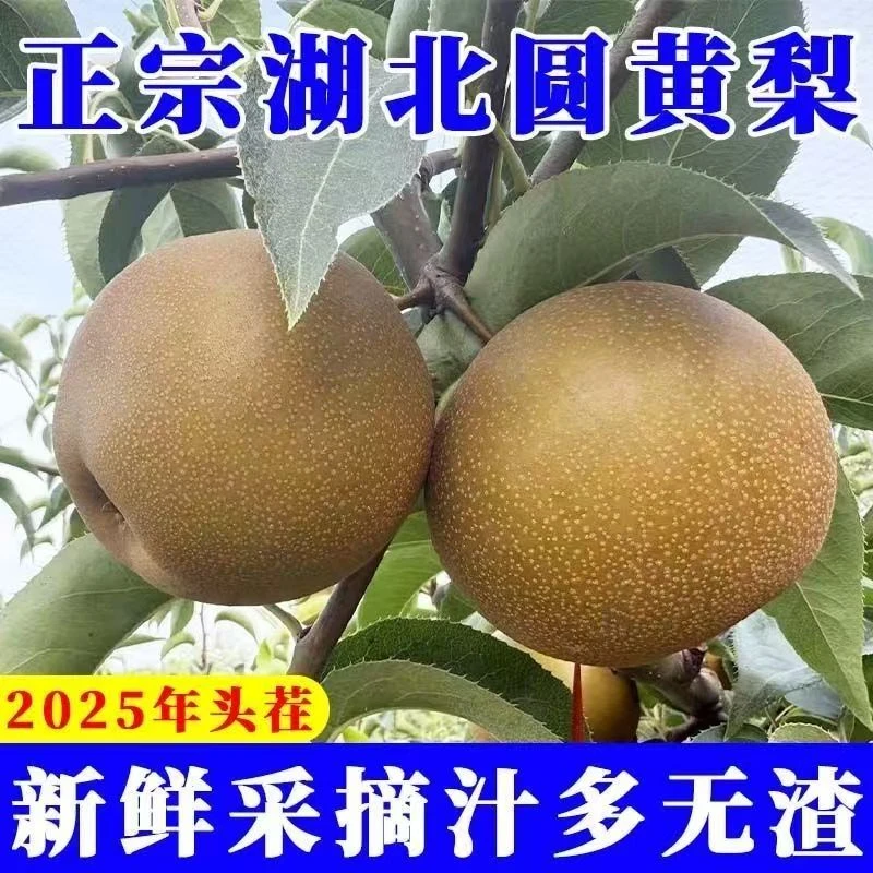正宗湖北高山农家自种长十郎秋月黄圆梨现摘现发