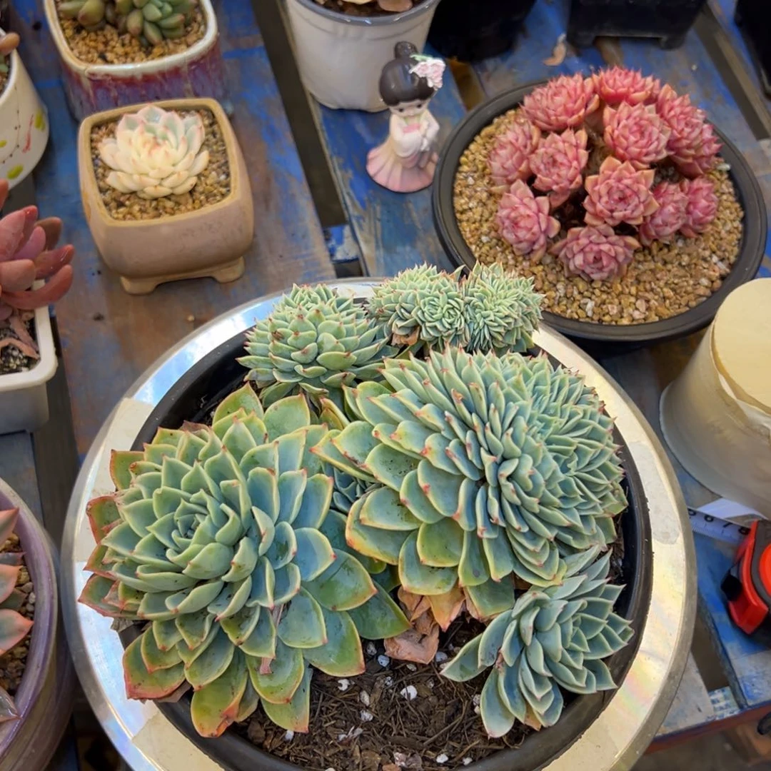 三色堇朵带缀，，，，，，，，，，，