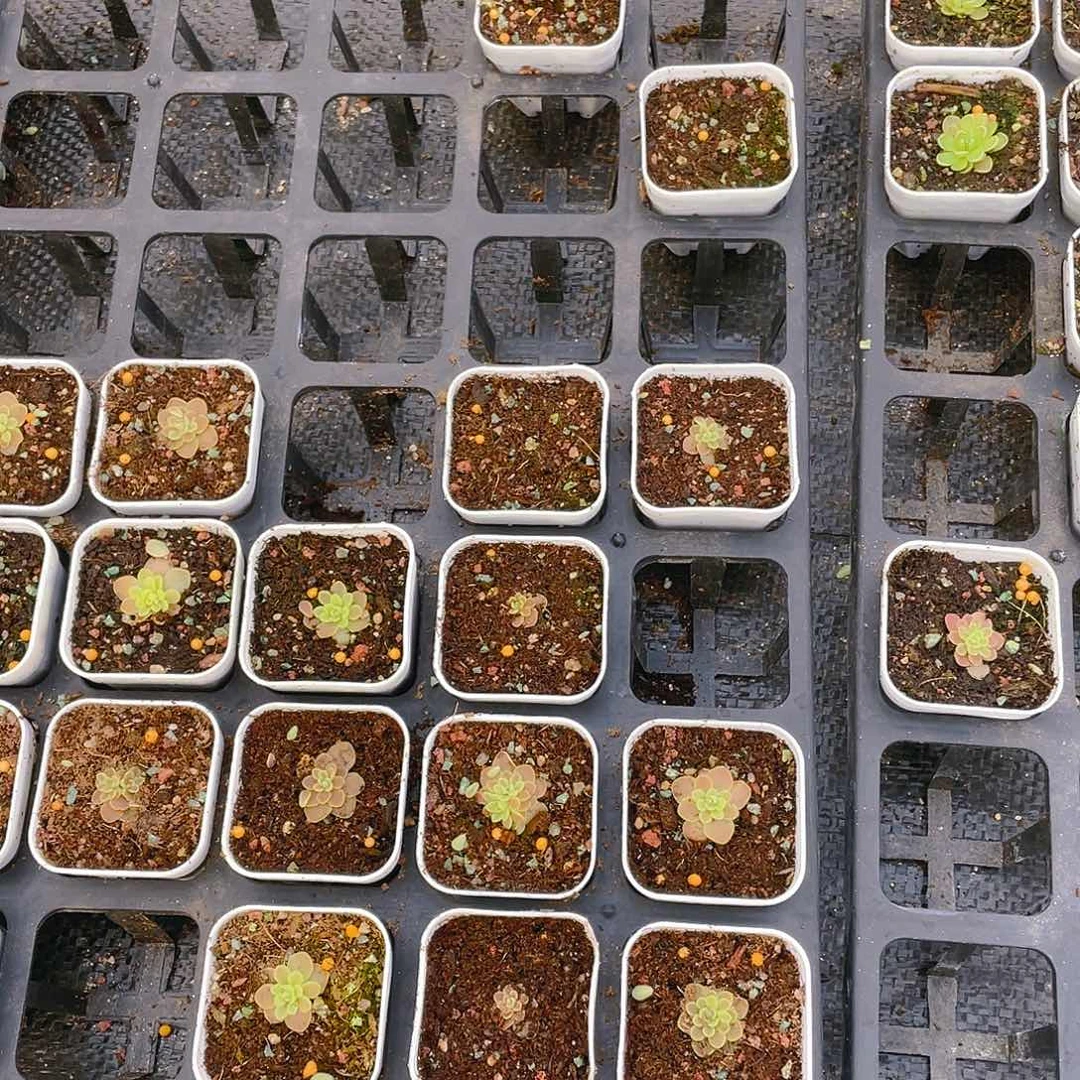 想*了爱丝石灰岩盆一个满25包邮