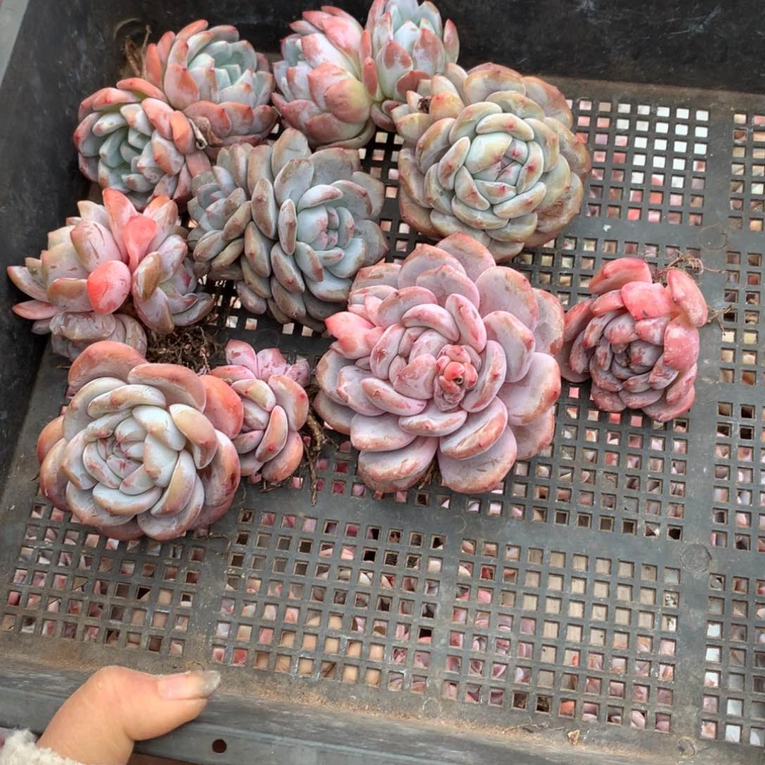 哈哈哈哈哈哈哈哈哈