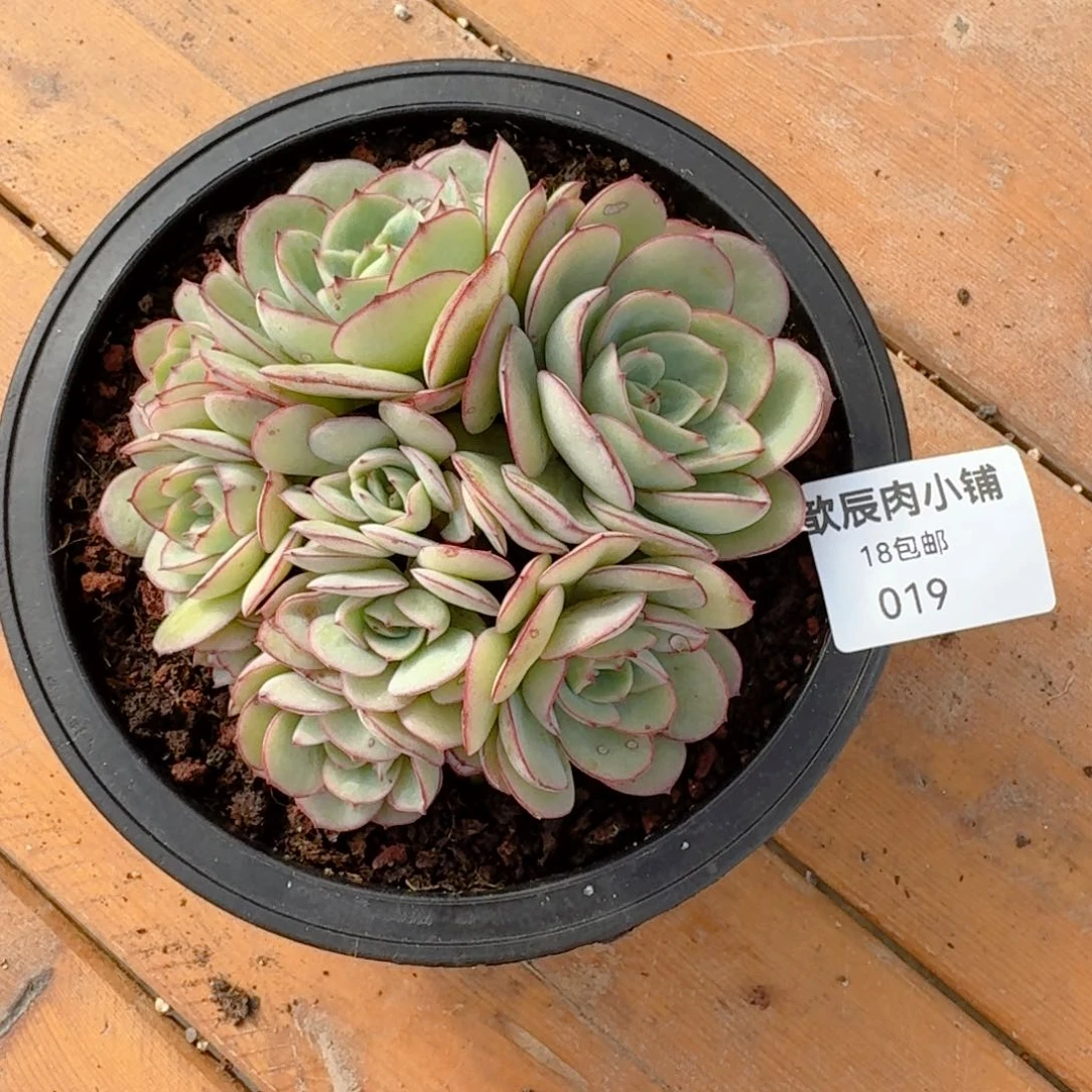 维**多肉植物牡丹亭群019