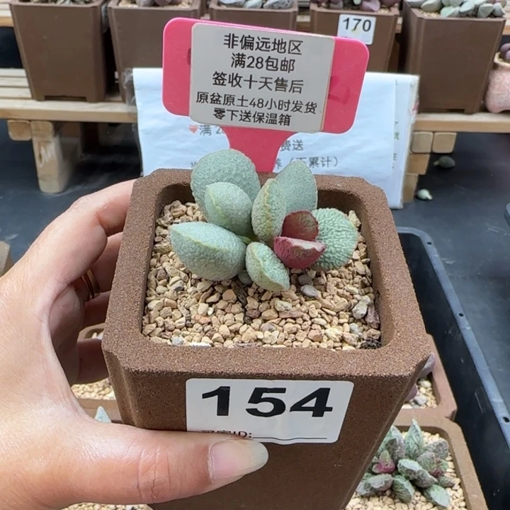 154流萤多肉的植物