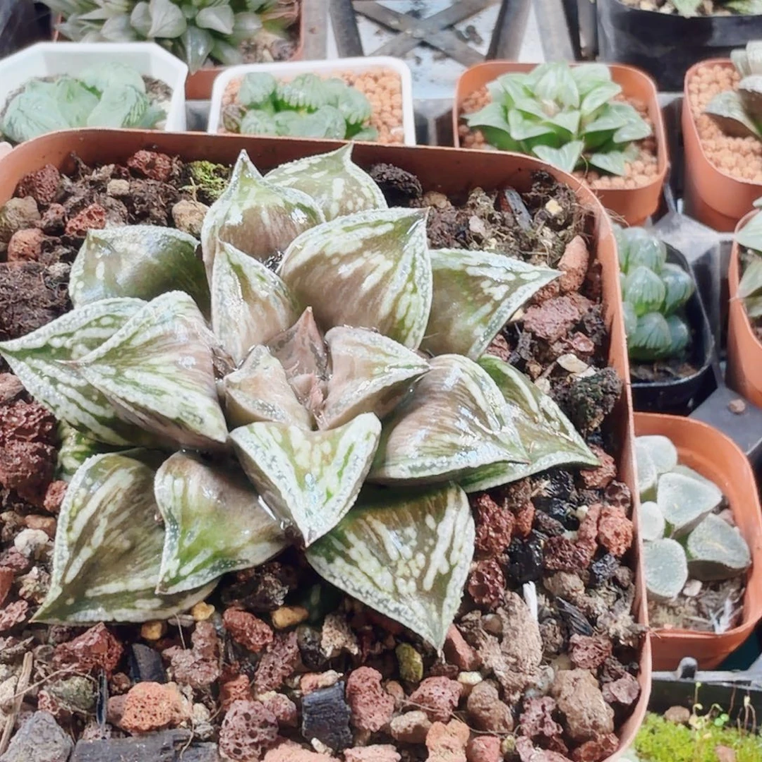 工***室十二卷铜雀台母本