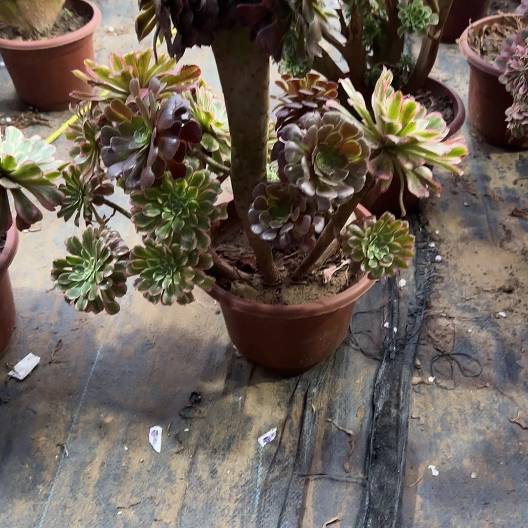 琳***妹土哦哦哦呃呃呃咯哦哦